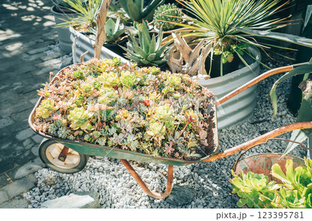 リアカーいっぱいのカラフルな多肉植物 123395781
