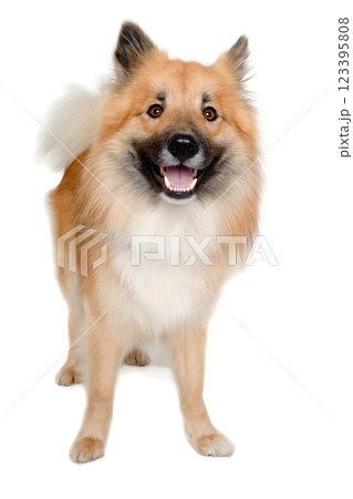 Happy Eurasier dog Happy Eurasier dog 123395808