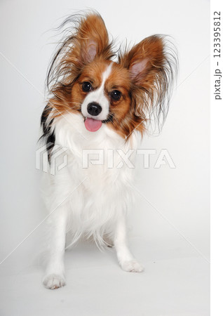 Happy Papillon dog 123395812