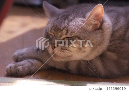 陽だまりで気持ちよさそうに寝ている猫アメリカンショートヘアブルータビー 123396019