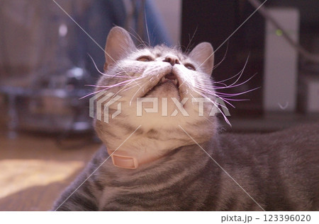 上目遣いでくつろいでいる猫アメリカンショートヘアブルータビー 123396020