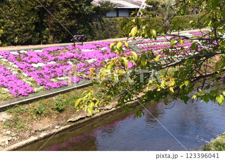 新緑 新緑 123396041