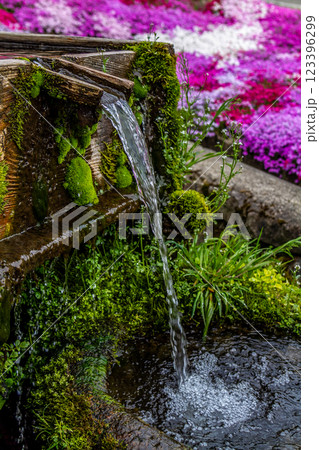 岐阜県郡上市　 鮮やかな満開の芝桜と水車　5月 123396299