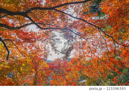 田原市にある滝頭公園の秋の紅葉したモミジの風景(愛知県) 123396393