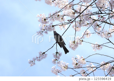 満開の桜の木にとまるヒヨドリ 満開の桜の木にとまるヒヨドリ 123396419