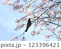 満開の桜の木にとまるヒヨドリ 123396421