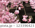 八重紅枝垂れ桜 123396423
