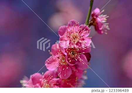 春を告げる紅梅の花 123396489