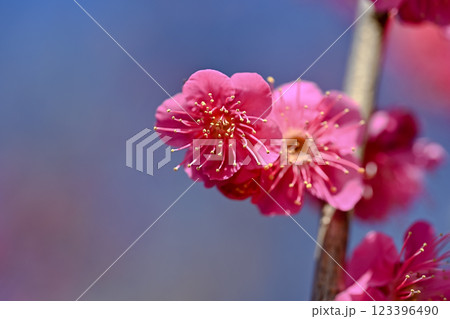 春を告げる紅梅の花 春を告げる紅梅の花 123396490