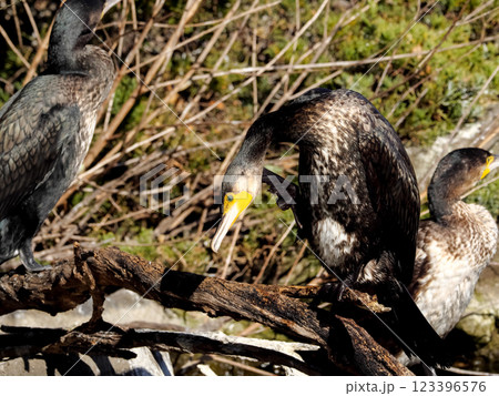 カワウ 123396576