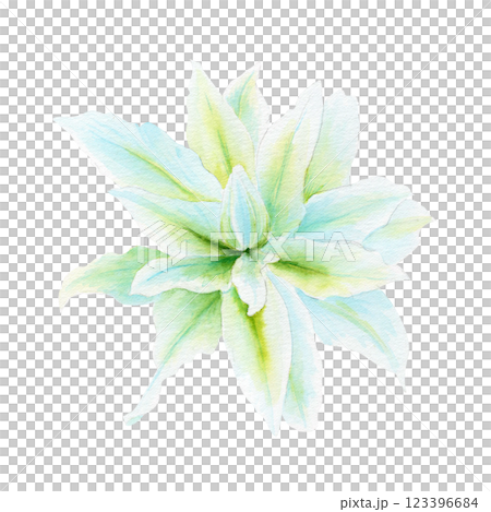 White lily flower watercolor illustration isolated on white. High quality clip art perfect for cards, posters, stickers, Easter, Passover, Holy Thursday, christening baptism wedding church decor White lily flower watercolor illustration isolated on white. High quality clip art perfect for cards, posters, stickers, Easter, Passover, Holy Thursday, christening baptism wedding church decor 123396684