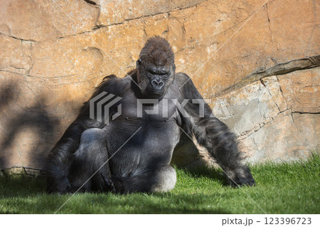 Gorilla 123396723