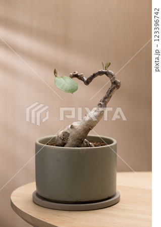 A Phyllanthus mirabilis bonsai in a ceramic pot. A Phyllanthus mirabilis bonsai in a ceramic pot. 123396742