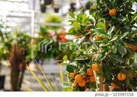 Beautiful plants in the greenhouse looking fresh and nice 123397158