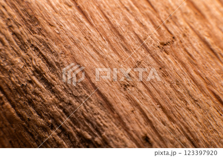 Wood structure. Cross-section of a log showing the pattern and texture created over the years 123397920