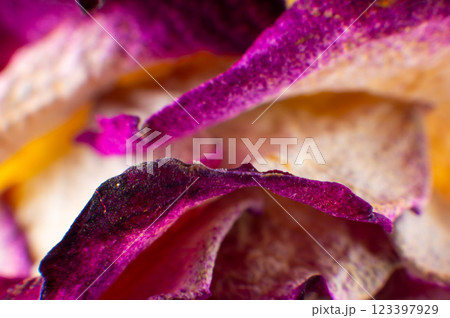 Dry rose bud purple pink color close up view from above. Dying flower 123397929