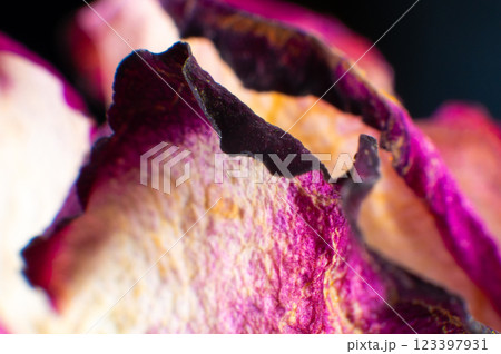 Dry rose bud purple pink color close up view from above. Dying flower Dry rose bud purple pink color close up view from above. Dying flower 123397931
