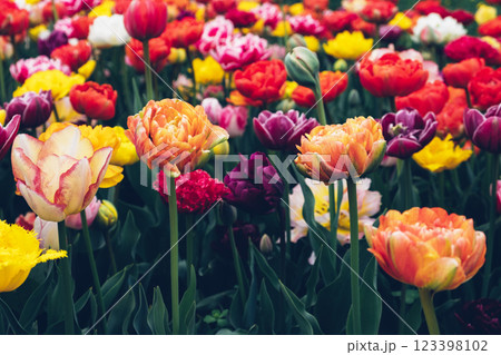 Blooming flowers. 123398102