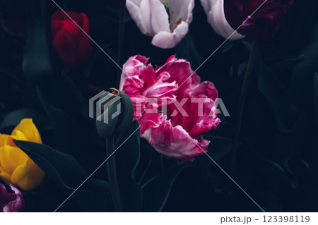 Beautiful tulips. 123398119