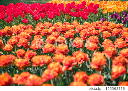 チューリップ畑 123398356