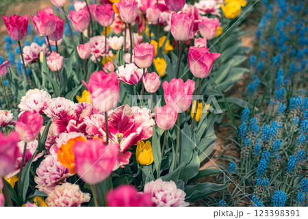 チューリップ畑 123398391