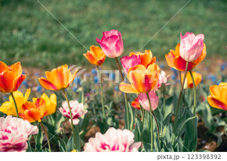 チューリップ畑 123398392