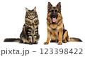 Ultra-detailed, hyper-realistic Maine Coon cat with fluffy long fur and a large German Shepherd dog sitting together on a clean white background 123398422