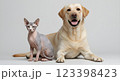 Hyper-realistic studio portrait of a hairless Sphynx cat sitting next to a golden Labrador Retriever, both posing on a seamless white background 123398423