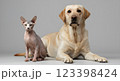 Hyper-realistic studio portrait of a hairless Sphynx cat sitting next to a golden Labrador Retriever, both posing on a seamless white background 123398424