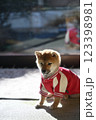 幼い柴犬が洋服を着ている 123398981