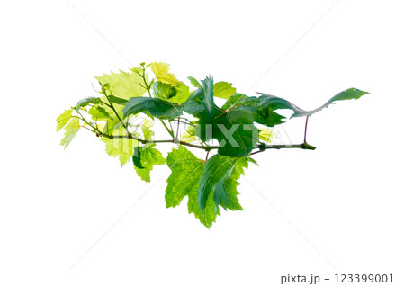 vine frame leaf vine isolates on a white background 123399001