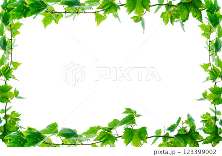 vine frame leaf vine isolates on a white background 123399002