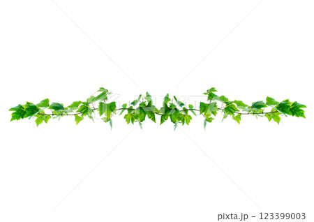 vine frame leaf vine isolates on a white background 123399003