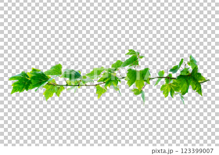 vine frame leaf vine circle Isolate on transparent background PNG file 123399007