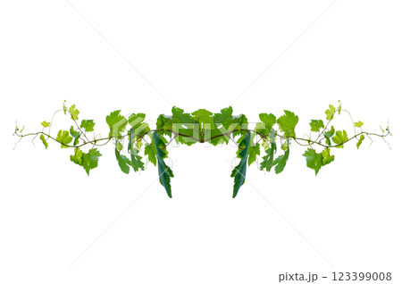 vine frame leaf vine circle Isolate on transparent background PNG file 123399008