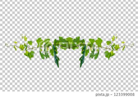 vine frame leaf vine circle Isolate on transparent background PNG file 123399008