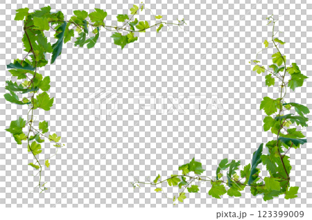 vine frame leaf vine circle Isolate on transparent background PNG file 123399009