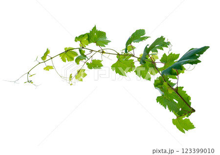 vine frame leaf vine circle Isolate on transparent background PNG file 123399010