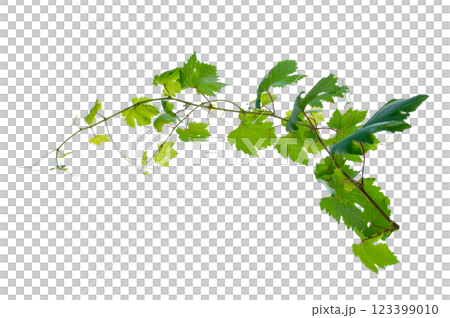 vine frame leaf vine circle Isolate on transparent background PNG file 123399010