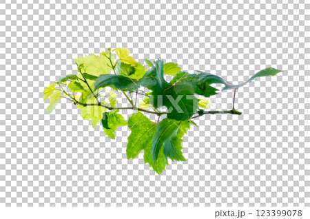 vine frame leaf vine circle Isolate on transparent background PNG file vine frame leaf vine circle Isolate on transparent background PNG file 123399078