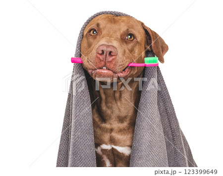 Cute brown dog, towel and toothbrush. Studio shot 123399649