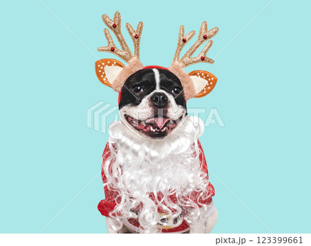 Merry Christmas and Happy New Year. Cute puppy 123399661