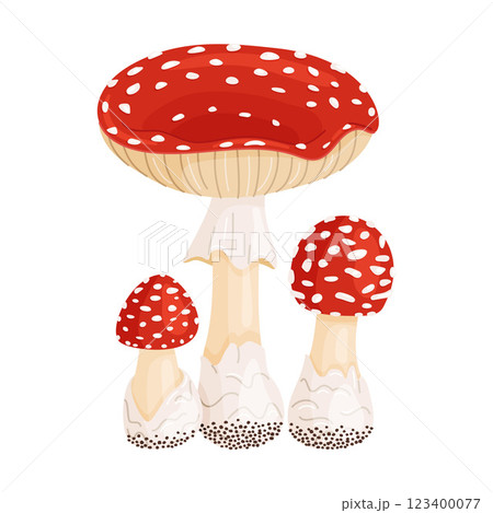 Fly agaric big and small mushrooms. Hand drawn flat style Poisonous toadstools Amanita Muscaria 123400077