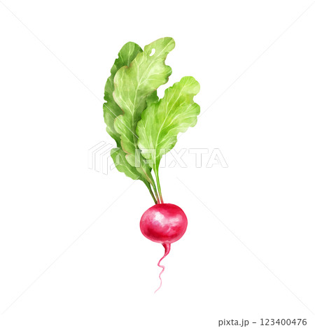 Hand-drawn radish with leaves, vegetable illustration. 123400476