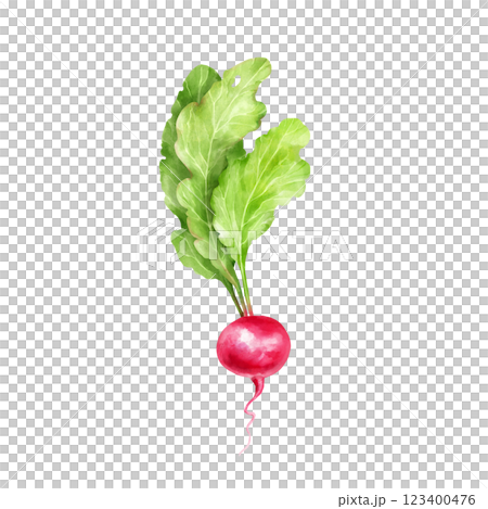 Hand-drawn radish with leaves, vegetable illustration. 123400476