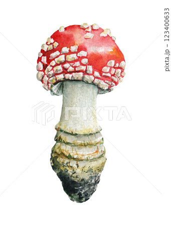 Fly agaric. Watercolor Mushroom Illustration. Hand painted Fungi on White Background, amanita muscaria, nature 123400633