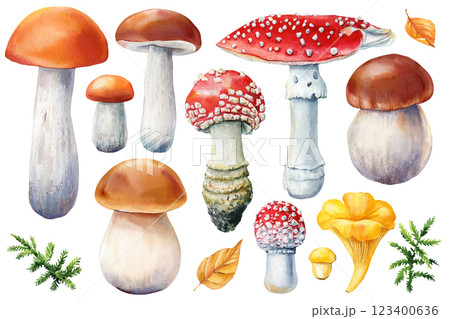 Watercolor Mushrooms Illustration. Boletus, chanterelle, fly agaric set. Hand painted Fungi Clipart on White Background Watercolor Mushrooms Illustration. Boletus, chanterelle, fly agaric set. Hand painted Fungi Clipart on White Background 123400636