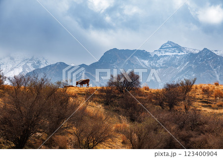 冬の阿蘇くじゅう国立公園 123400904