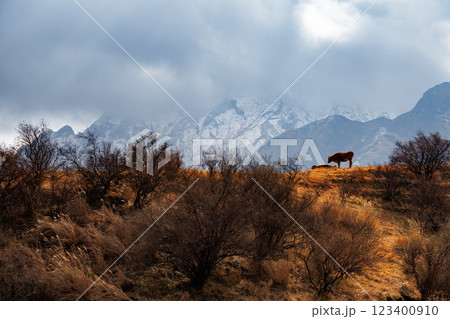 冬の阿蘇くじゅう国立公園 冬の阿蘇くじゅう国立公園 123400910