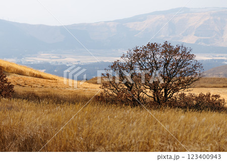 一面枯草色の冬の米塚下園地 一面枯草色の冬の米塚下園地 123400943